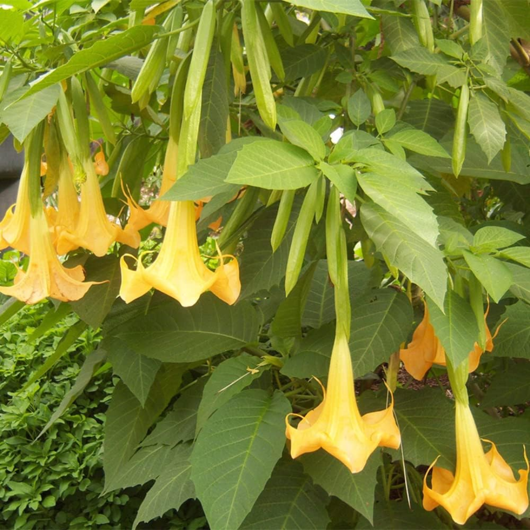 Angel’s Tear Trumpet Plant