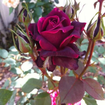 Crimson knight Brindabella Rose