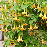 Angel’s Tear Trumpet Plant