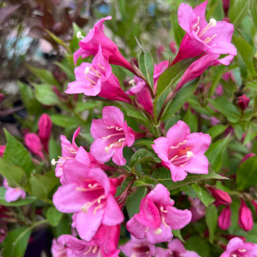 Weigela &