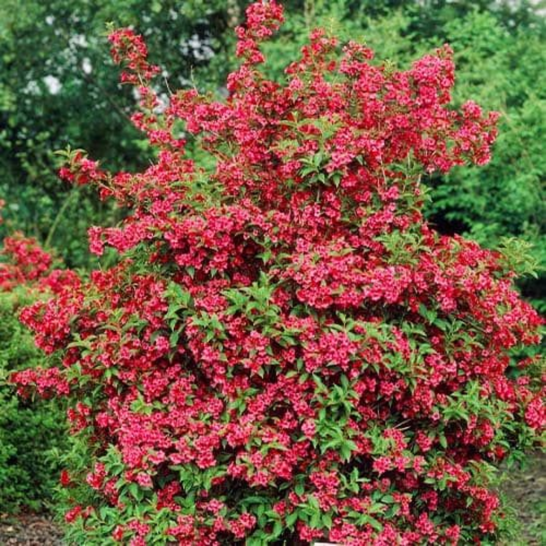 Red Prince Weigela Tree
