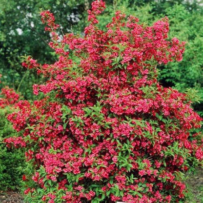Red Prince Weigela Tree