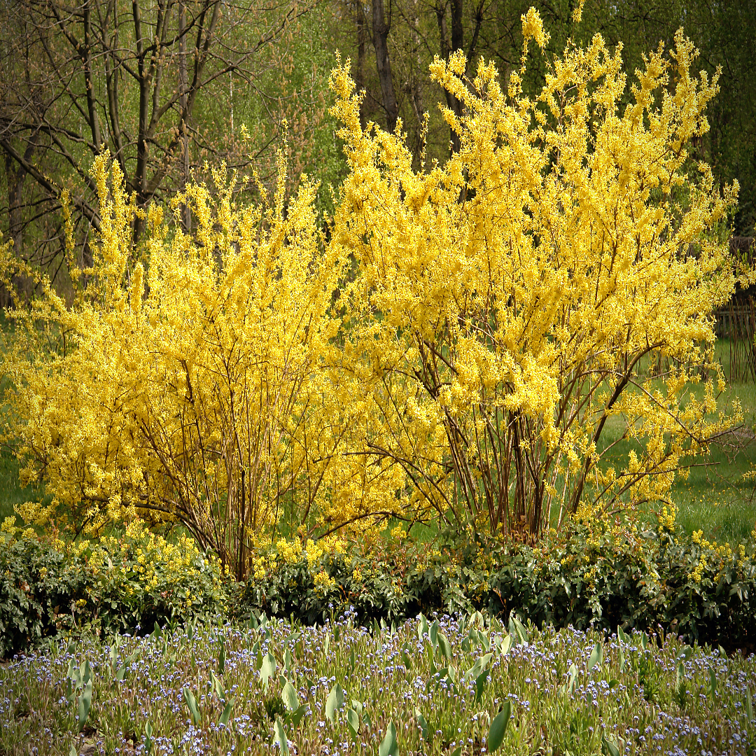 Golden Times Forsythia Fast and Moderate Growing Shrub