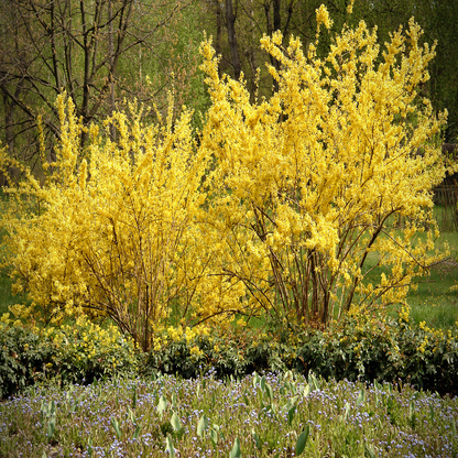 Golden Times Forsythia Fast and Moderate Growing Shrub