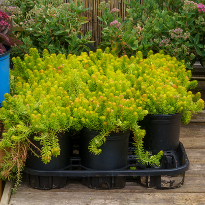 Sedum rupestre &