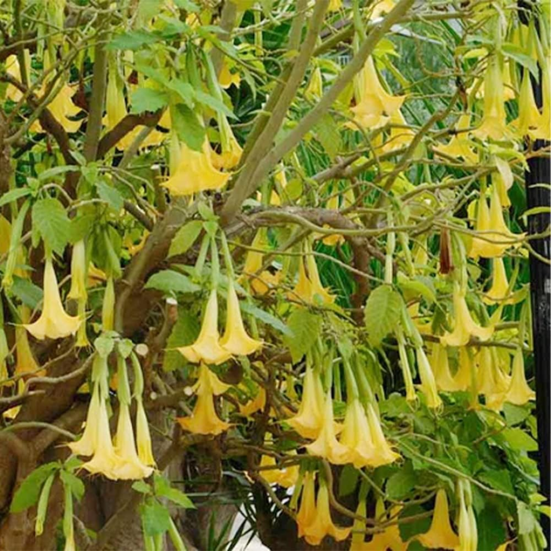 hanging angel plant Angel's Trumpet Plant for Sale Online Large Fragrant Trumpet