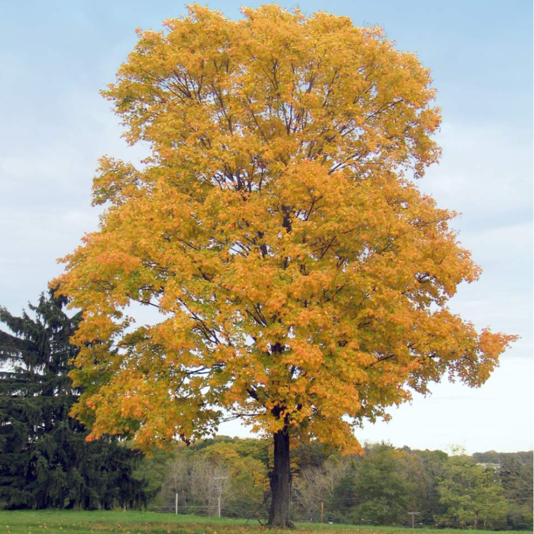 Silver Maple Tree