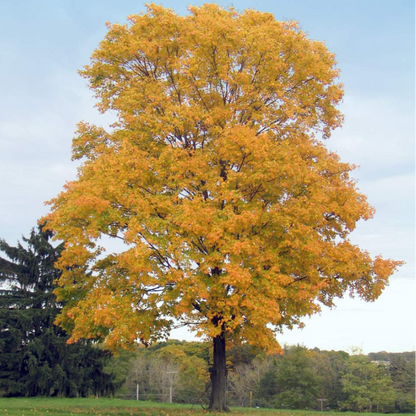 Silver Maple Tree