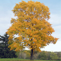 Silver Maple Tree