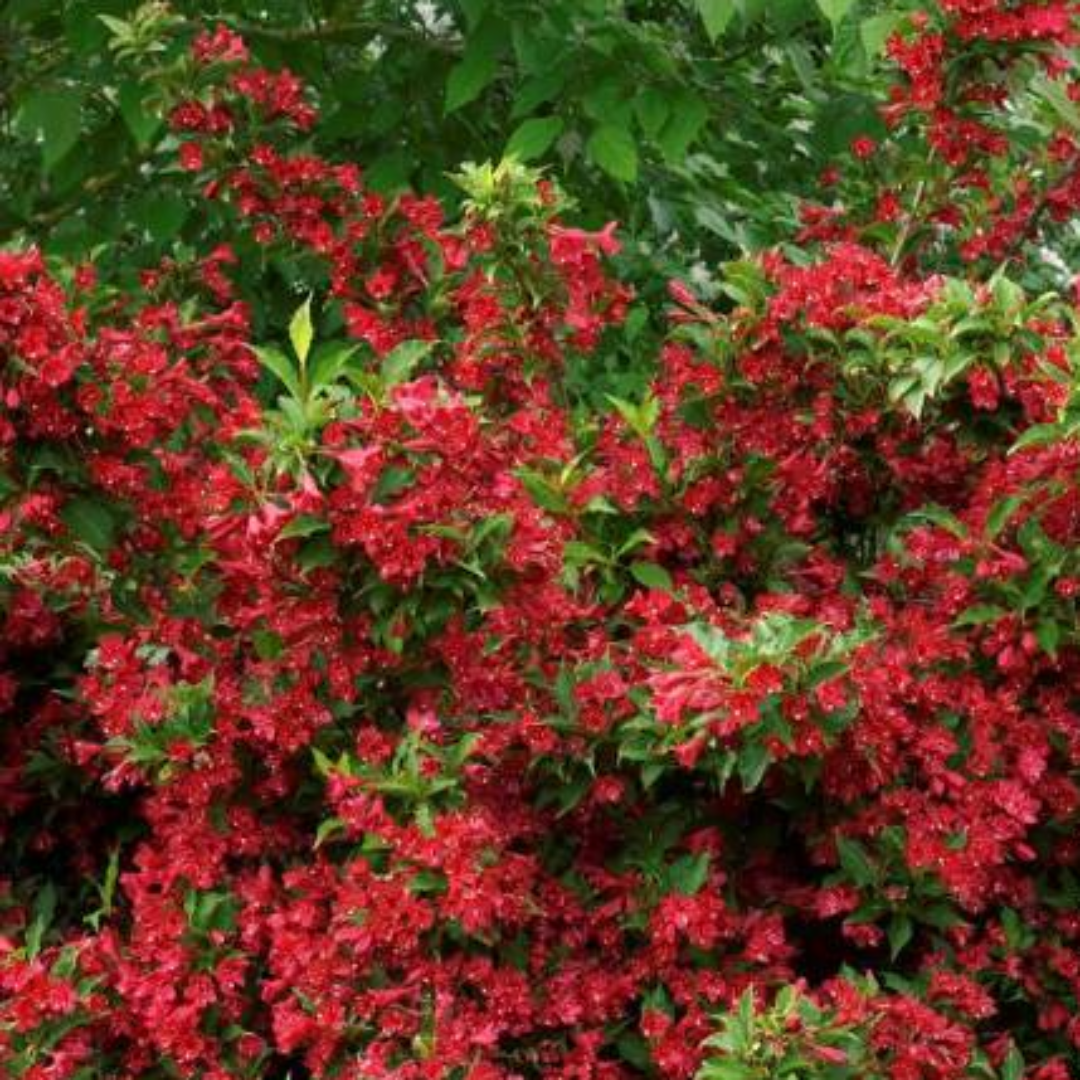 Red Prince Weigela Tree