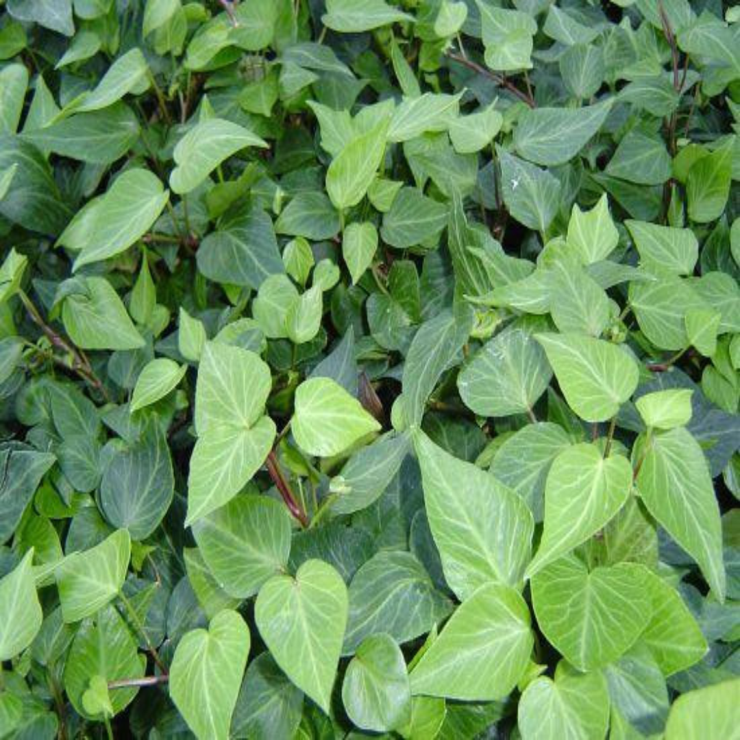 Hedera helix &