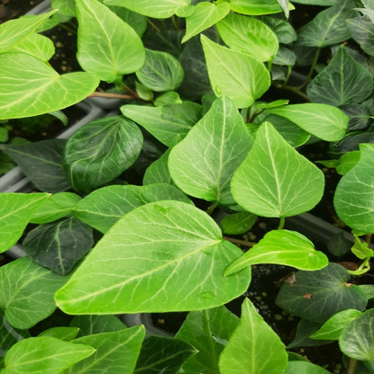 Hedera helix &