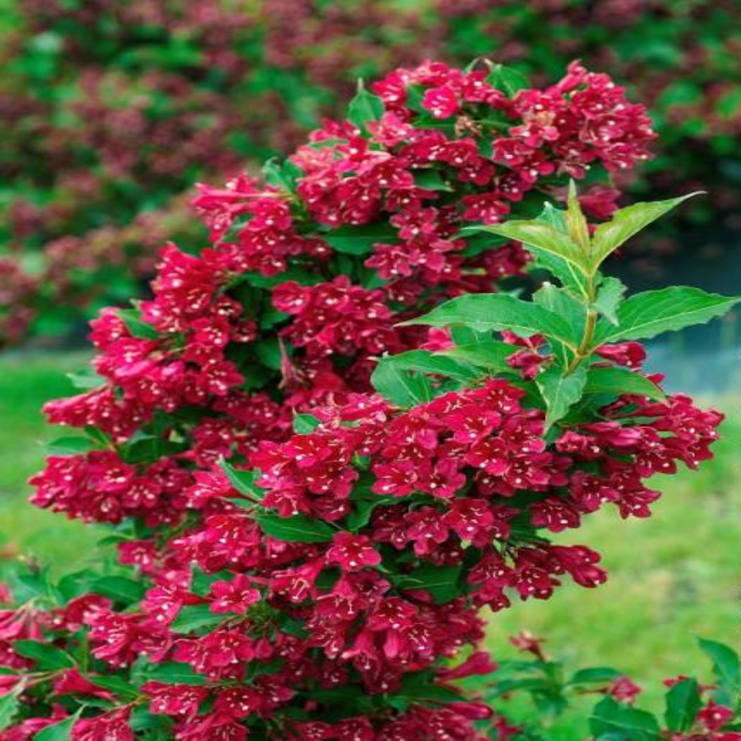 Red Prince Weigela Tree