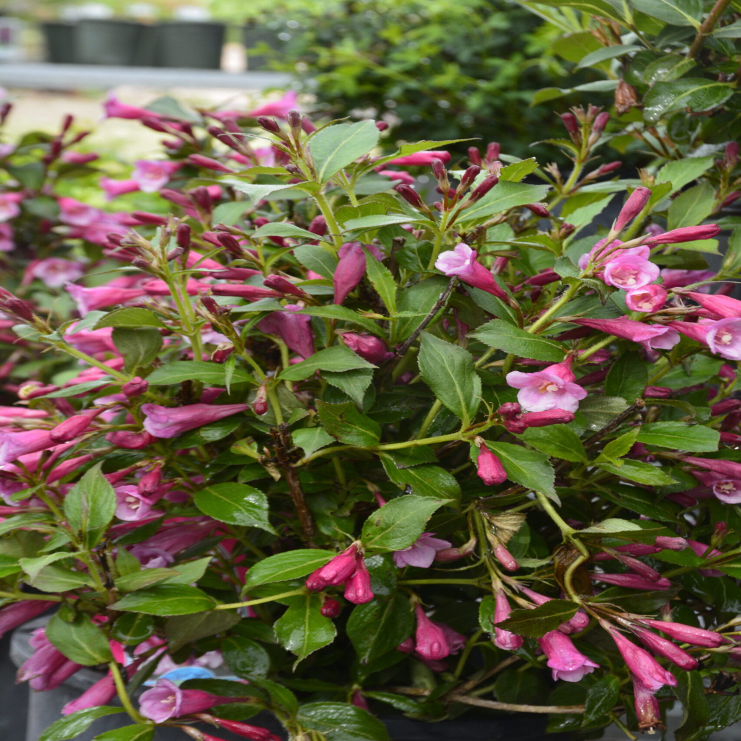 Weigela &