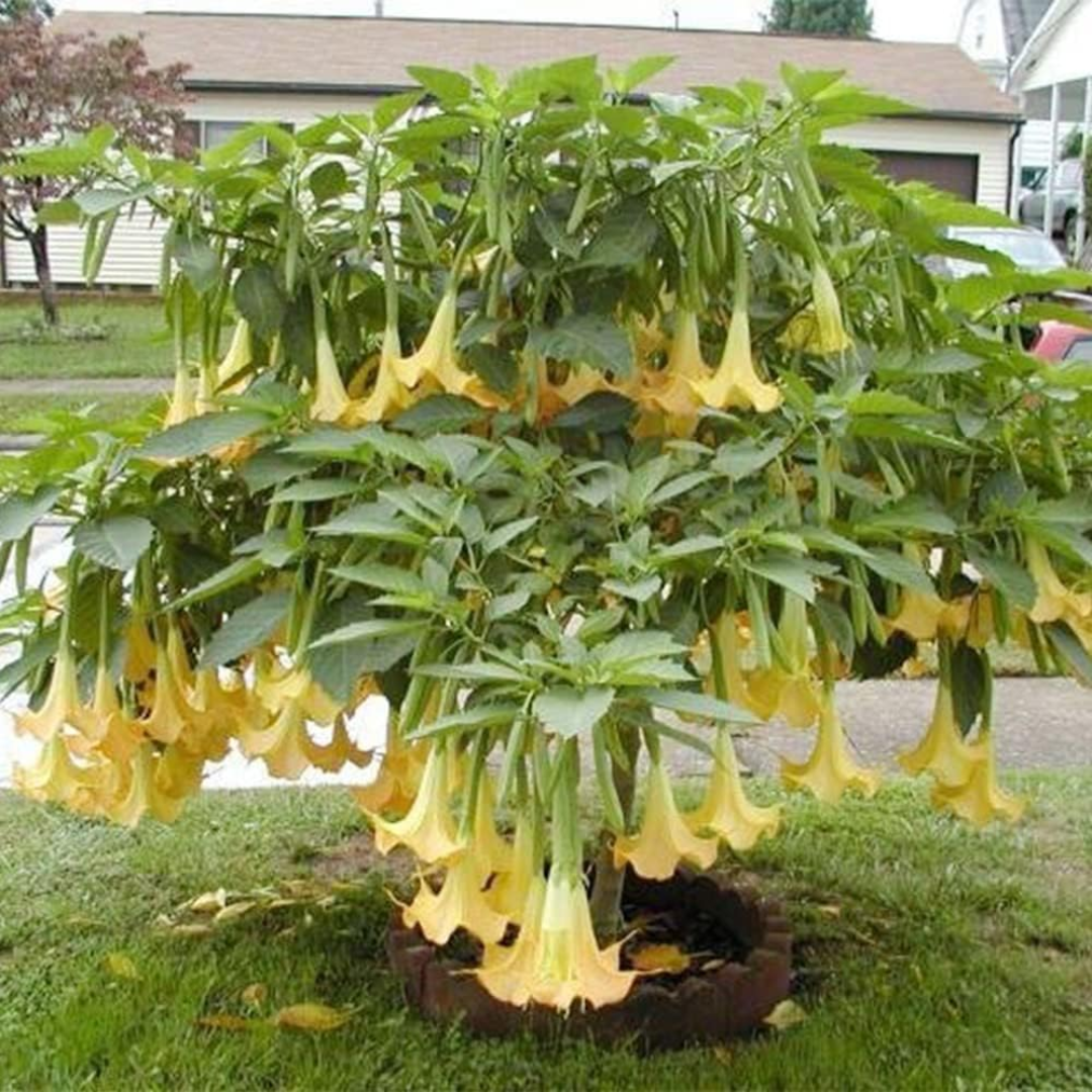 Angel’s Tear Trumpet Plant