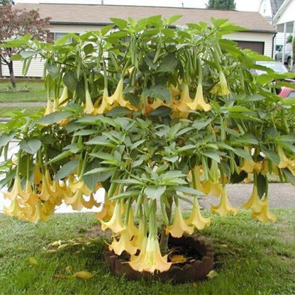 Angel’s Tear Trumpet Plant