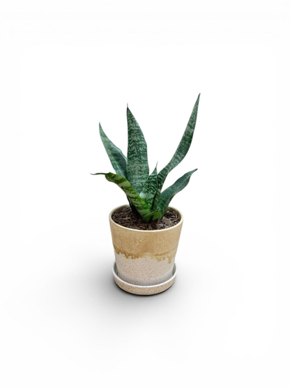 Snake Plant (Sansevieria trifasciata)