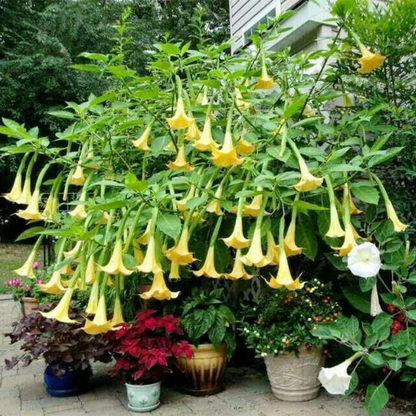 Angel’s Tear Trumpet Plant