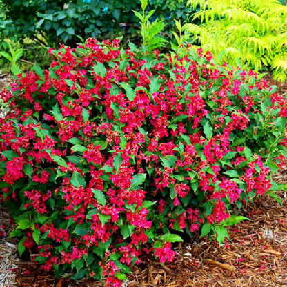 Red Prince Weigela Tree