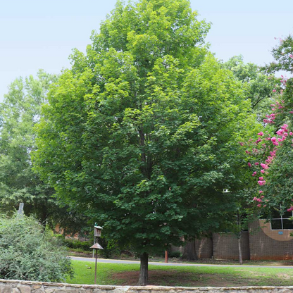 Silver Maple Tree