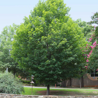 Silver Maple Tree