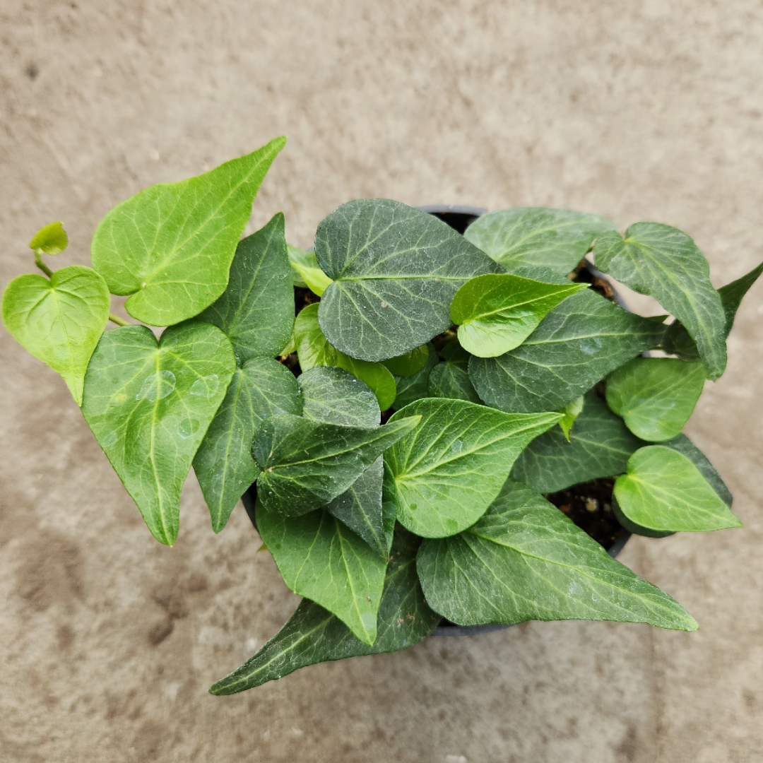 Hedera helix &