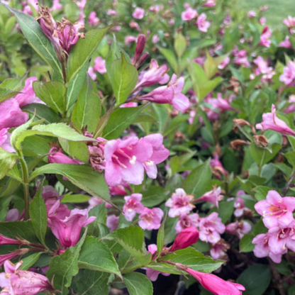 Weigela &