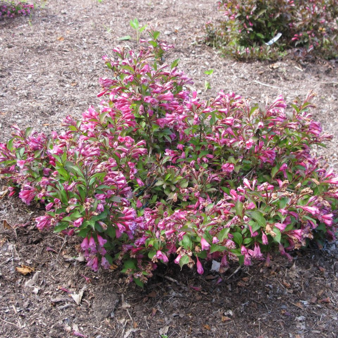 Minuet Weigela-Dwarf Type