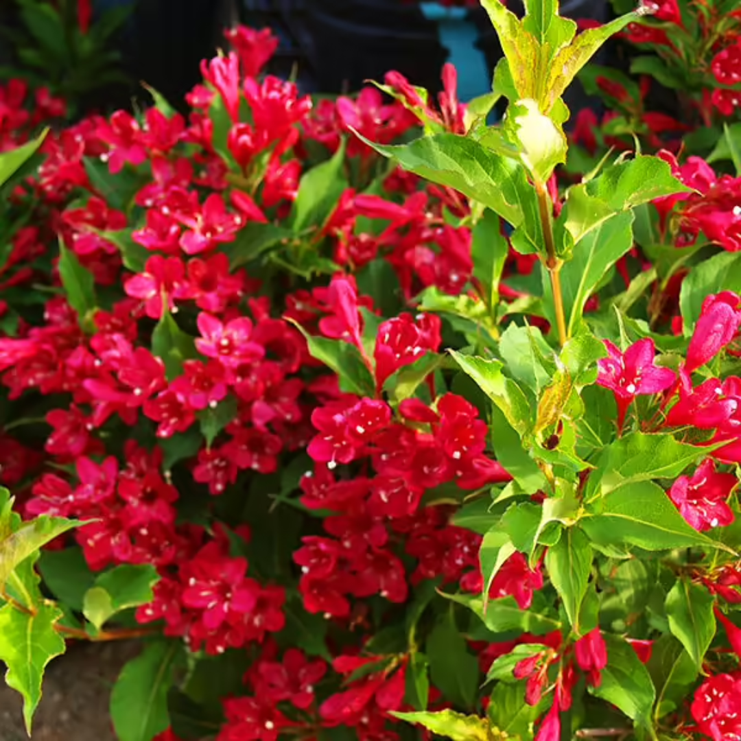Red Prince Weigela Tree