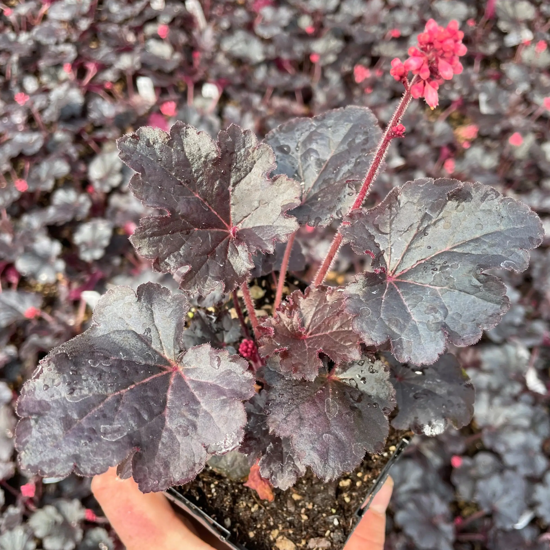 Heuchera &
