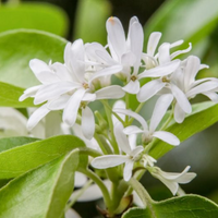 Chinese Fringe Tree Flowering Tree