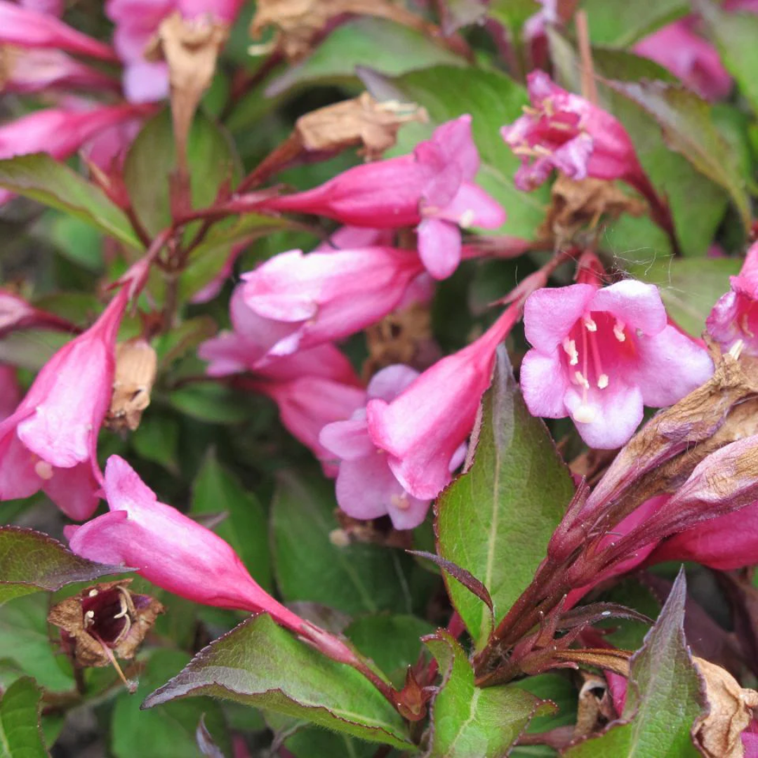 Minuet Weigela-Dwarf Type