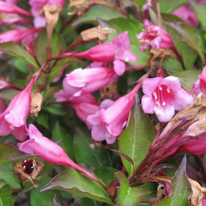 Minuet Weigela-Dwarf Type