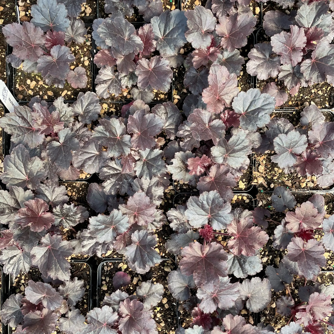 Heuchera &