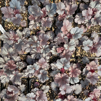 Heuchera 'Timeless Night' PPAF Coral Bells - [EG]