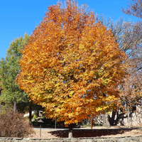 Silver Maple Tree