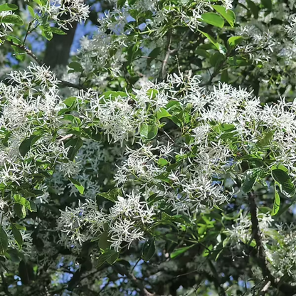 Chinese Fringe Tree Flowering Tree