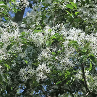 Chinese Fringe Tree Flowering Tree