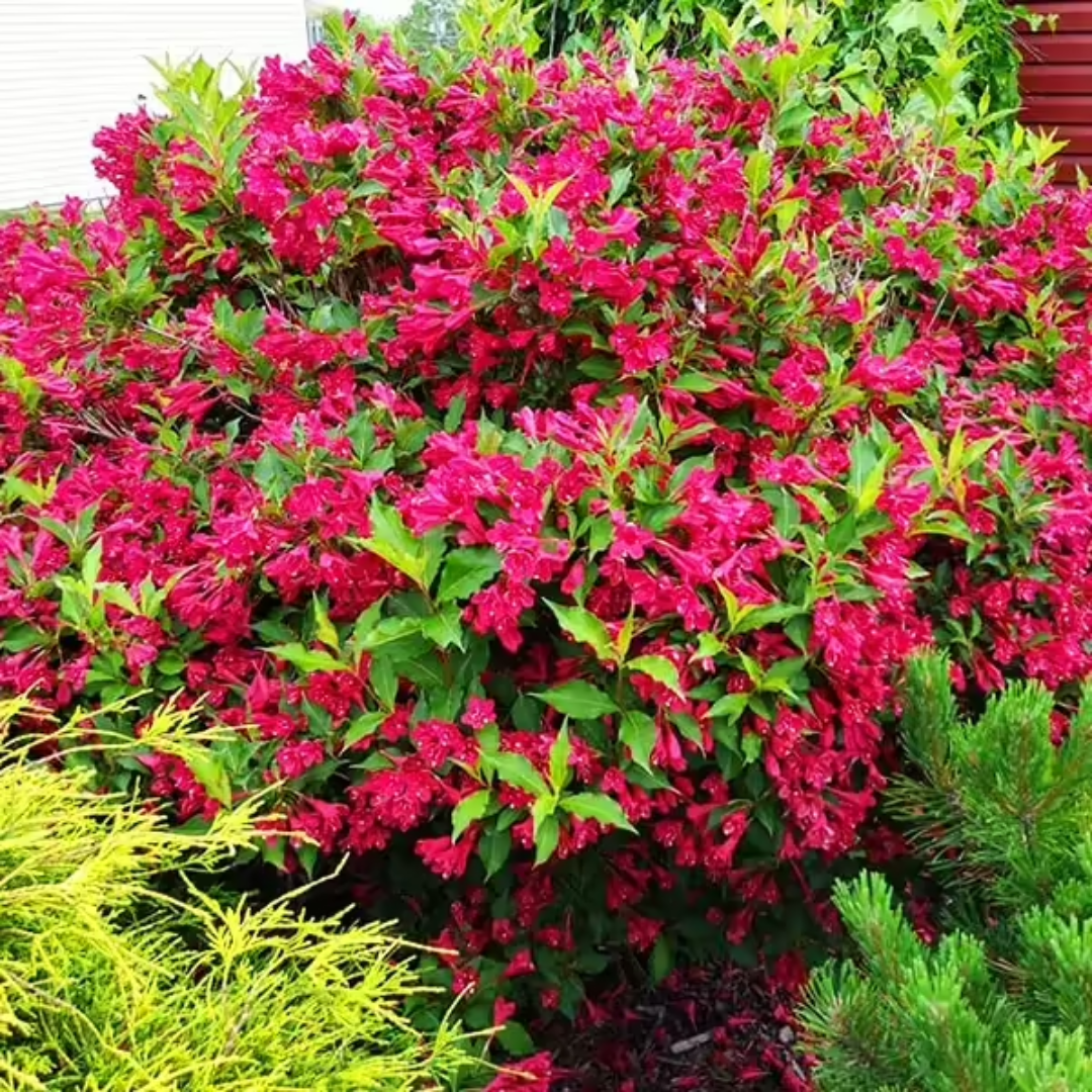 Red Prince Weigela Tree
