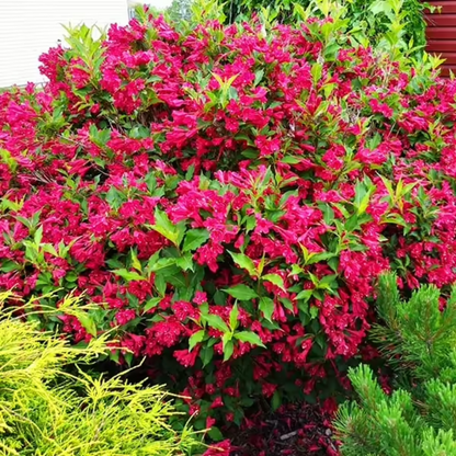 Red Prince Weigela Tree