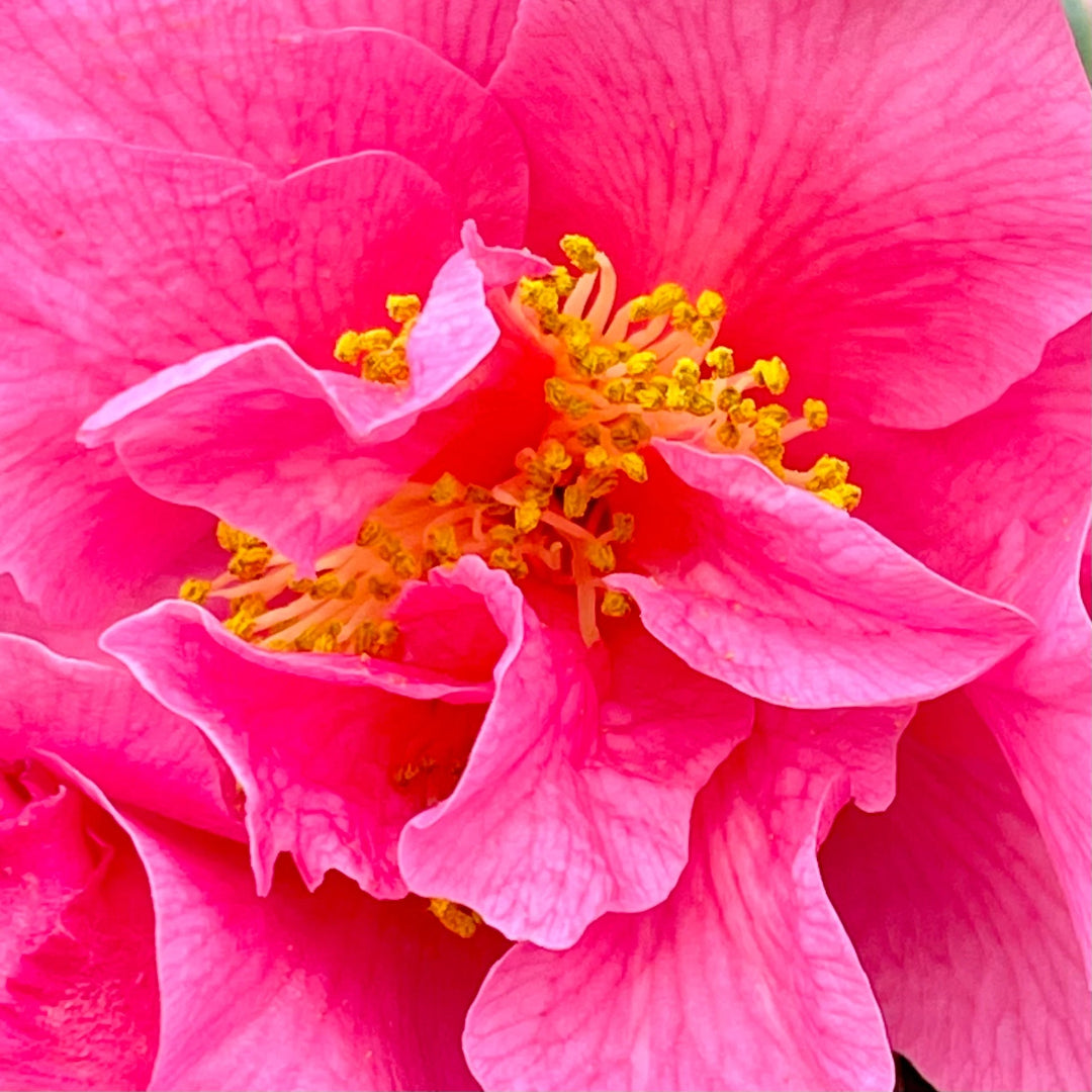 Arctic Dawn Camellia