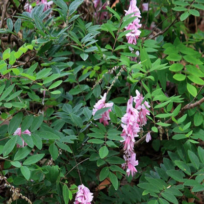Indigofera Decora Shrub for Cottage and Rock Gardens