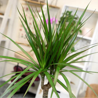 Madagascar Dragon Tree (Dracaena marginata) - Live Indoor Plastic Pot