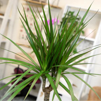 Madagascar Dragon Tree (Dracaena marginata) - Live Indoor Plastic Pot