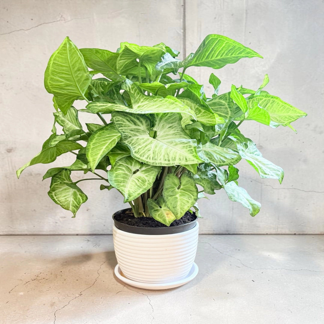 White Butterfly Arrowhead Plant in Ceramic Pot