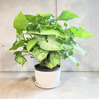 White Butterfly Arrowhead Plant in Ceramic Pot