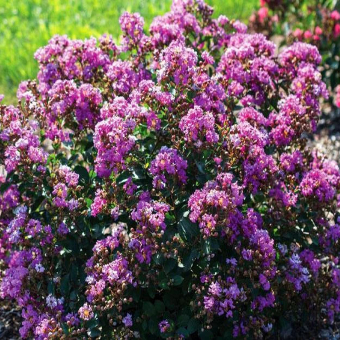 Dwarf Purple Crape Myrtle compact flowering shrub with purple blooms