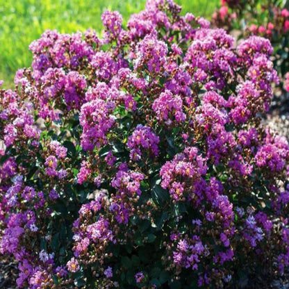 Dwarf Purple Crape Myrtle compact flowering shrub with purple blooms