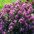 Dwarf Purple Crape Myrtle compact flowering shrub with purple blooms