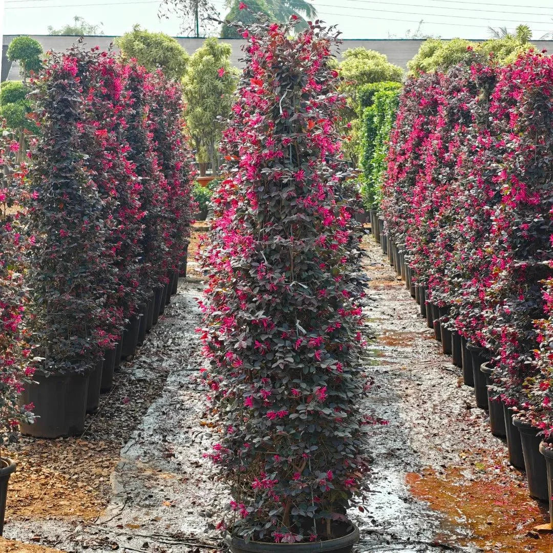 Purple Blooming Loropetalum – Tall Evergreen Shrub
